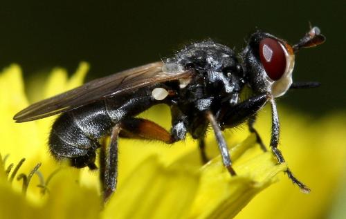 Réf. 32 929 : Thecophora atra