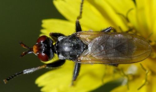 Thecophora atra