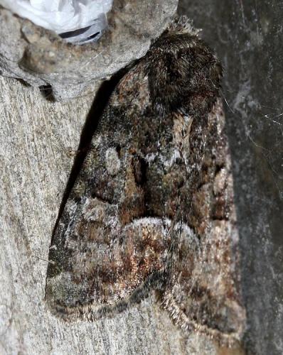 Réf. 32 882 : Oligia sp.