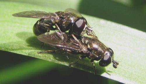 Réf. 32 012 : Eumerus sp.
