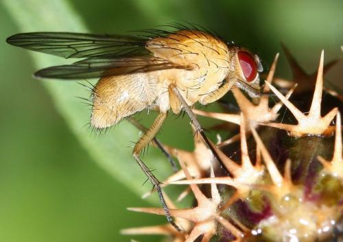 Réf. 32 961 : Phaonia pallida
