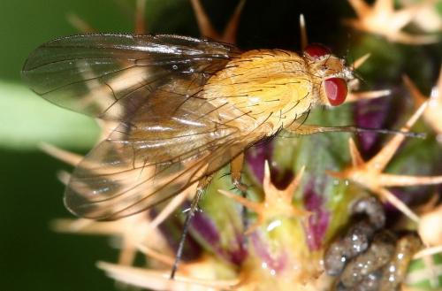Réf. 32 962 : Phaonia pallida