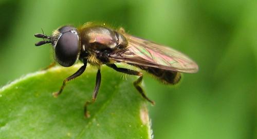 Pipizella sp.