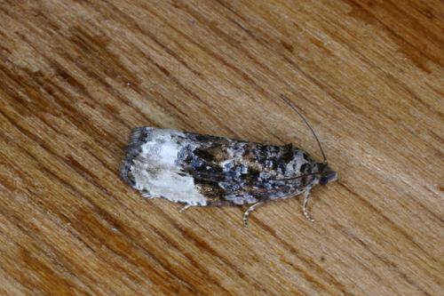 Hedya nubiferana