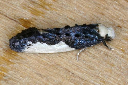 Réf. 32 885 : Monopis monachella