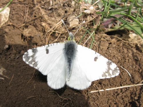 Réf. 32 091 : Euchloe sp.
