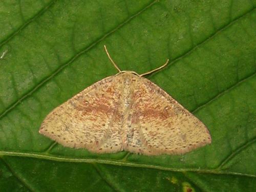 Réf. 32 129 : Cyclophora porata