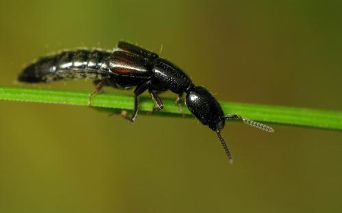 Réf. 32 633 : Xantholinus sp.