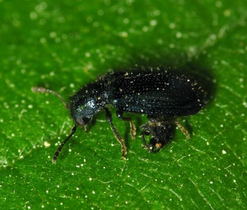 Réf. 32 677 : Korynetes caeruleus
