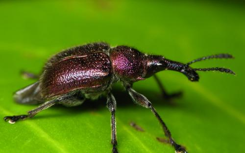 Réf. 32 500 : Rhynchites auratus