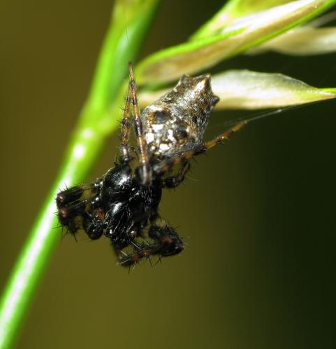 Réf. 32 390 : Cyclosa oculata