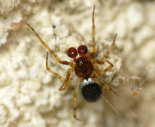 Sardinidion blackwalli