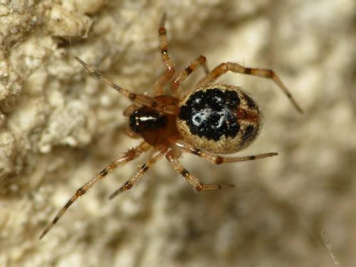 Réf. 32 282 : Sardinidion blackwalli