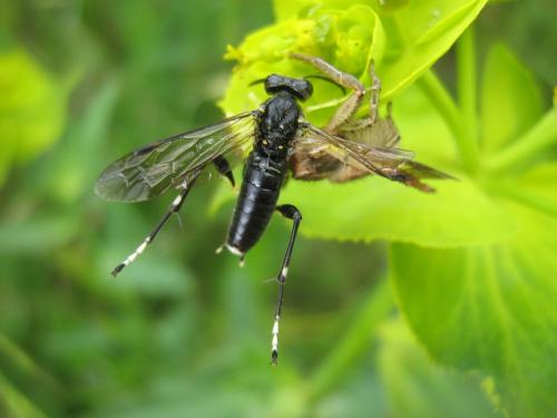 Macrophya montana