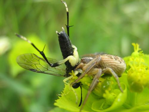 Macrophya montana