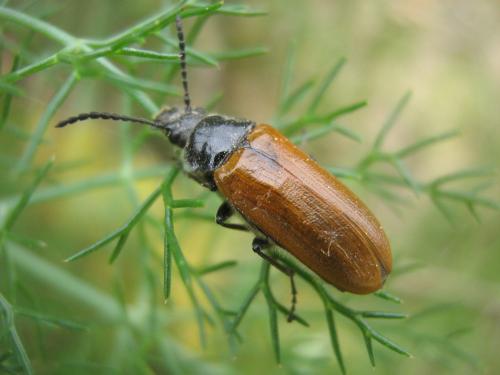 Réf. 32 803 : Omophlus sp.
