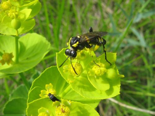 Macrophya montana