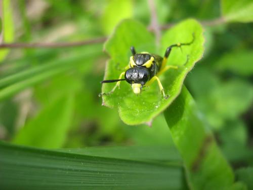 Réf. 32 801 : Macrophya montana