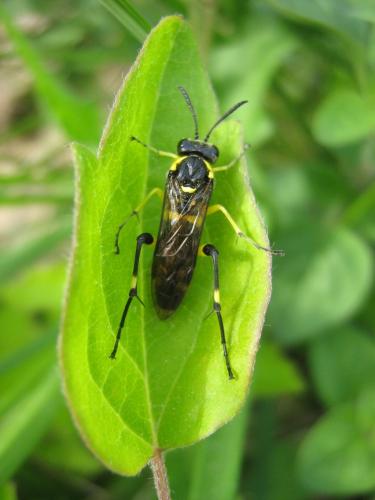 Réf. 32 800 : Macrophya montana
