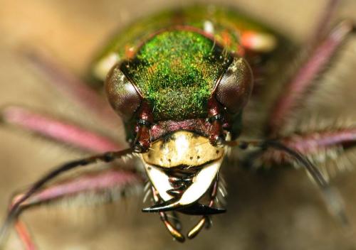 Réf. 32 898 : Cicindela campestris