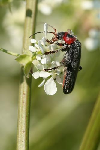 Réf. 32 573 : Cantharis rustica