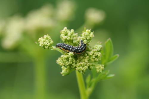 Depressaria daucella