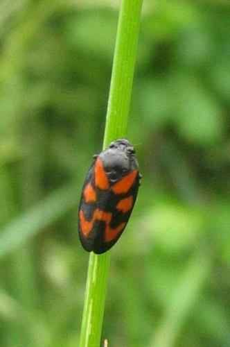 Cercopis vulnerata