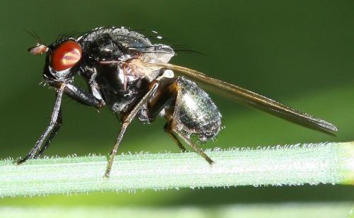 Calliopum sp.