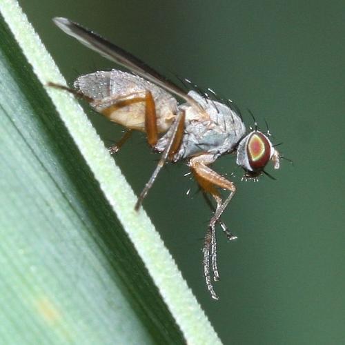 Réf. 32 258 : Orchisia costata