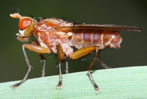 Tetanocera arrogans