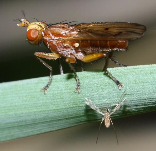 Réf. 32 214 : Tetanocera arrogans