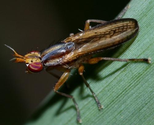 Réf. 32 215 : Limnia unguicornis
