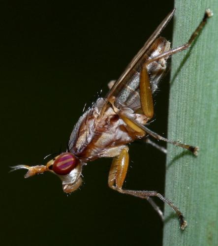 Limnia unguicornis
