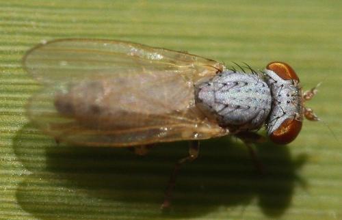 Parochthiphila sp.