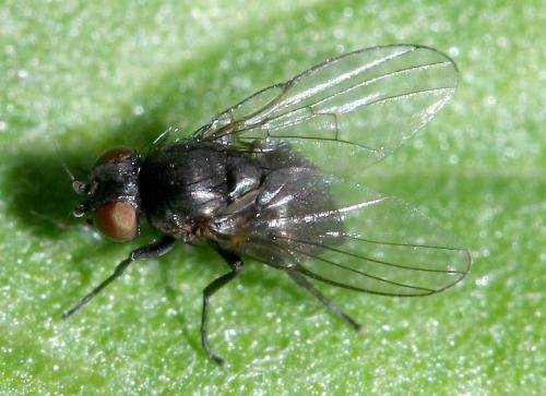 Agromyza sp.