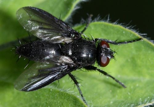 Réf. 32 426 : Nyctia halterata