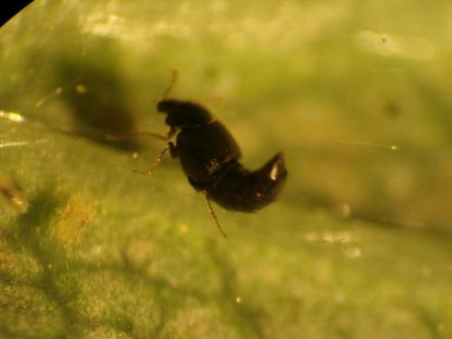 Oligota sp.