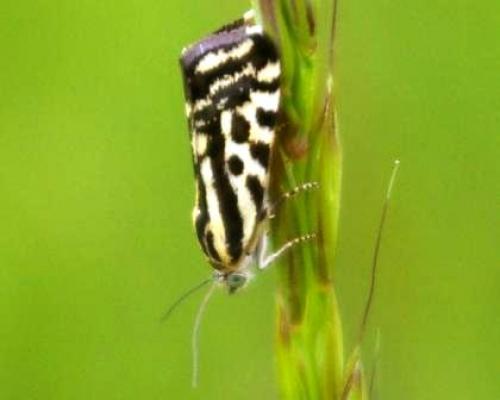 Acontia trabealis