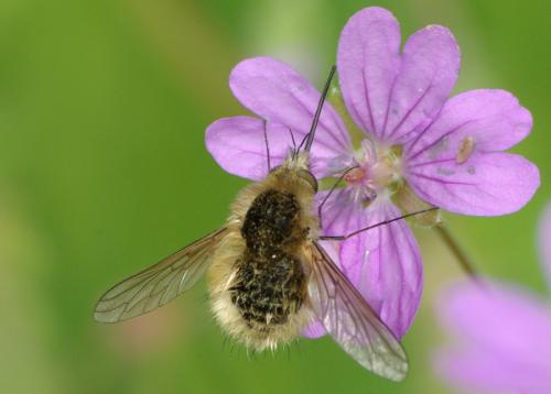 Bombylius sp.