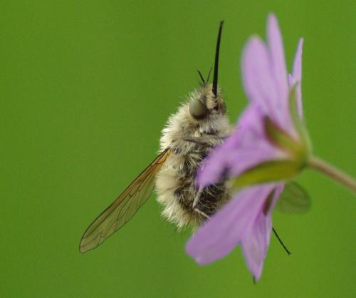 Réf. 32 381 : Bombylius sp.