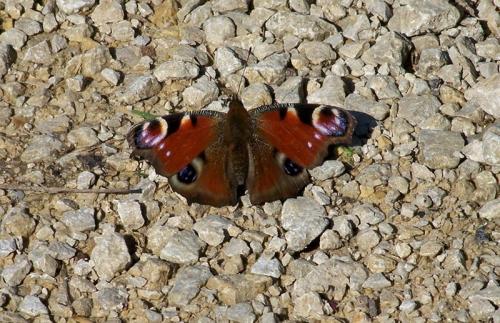 Aglais io
