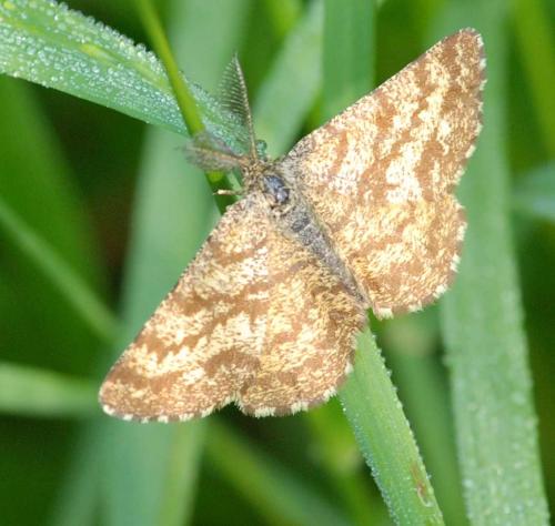 Réf. 32 088 : Ematurga atomaria