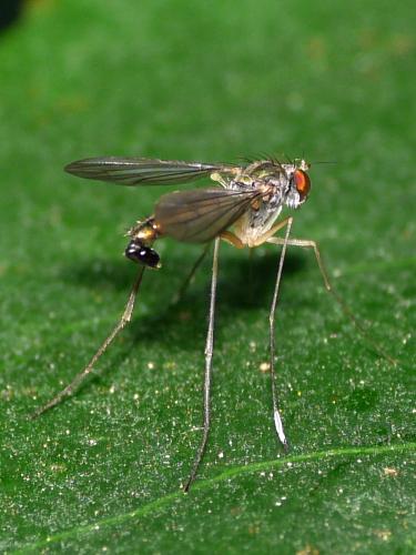 Sciapus platypterus