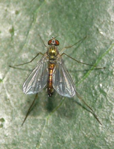 Sciapus platypterus