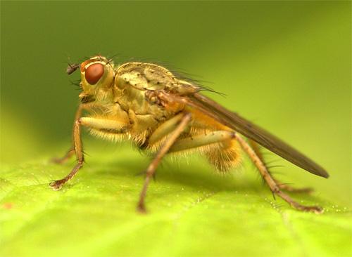 Réf. 32 280 : Scathophaga stercoraria