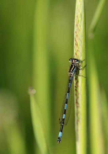 Réf. 32 320 : Coenagrion mercuriale