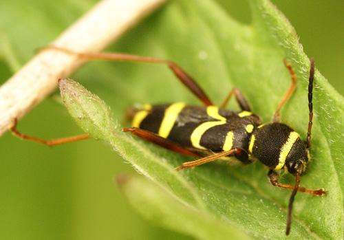 Réf. 32 375 : Clytus arietis