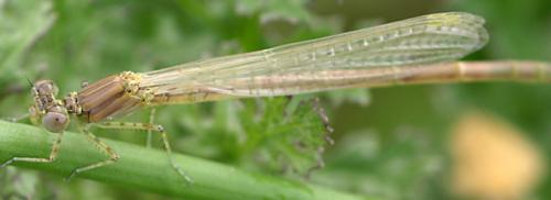 Erythromma lindenii