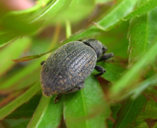Réf. 32 551 : Otiorhynchus pseudonothus