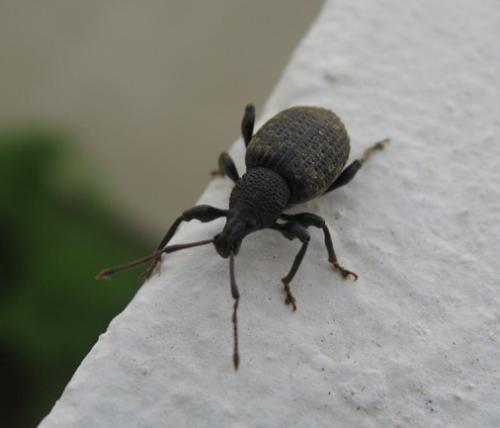 Otiorhynchus sulcatus